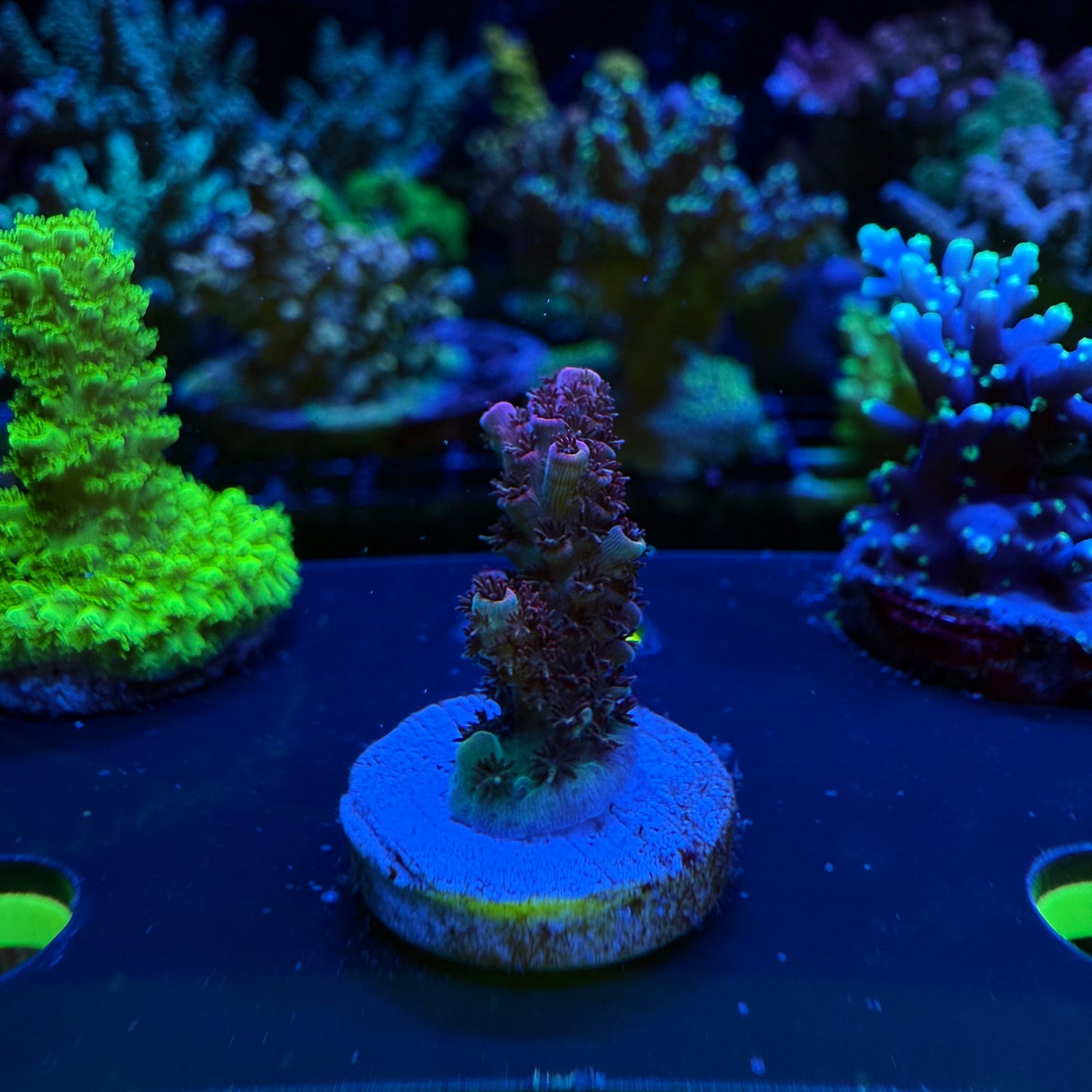 WYSIWYG Day Dream Acro