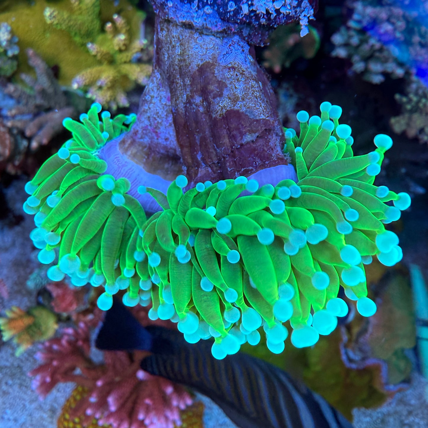 WYSIWYG Glowlight Torch