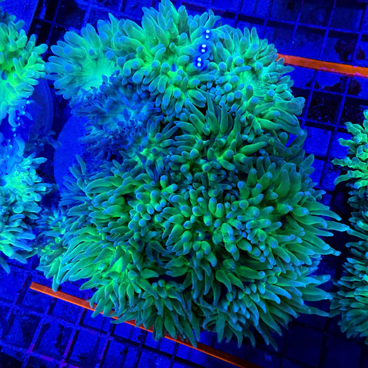 WYSIWYG XLG Duncan Colony