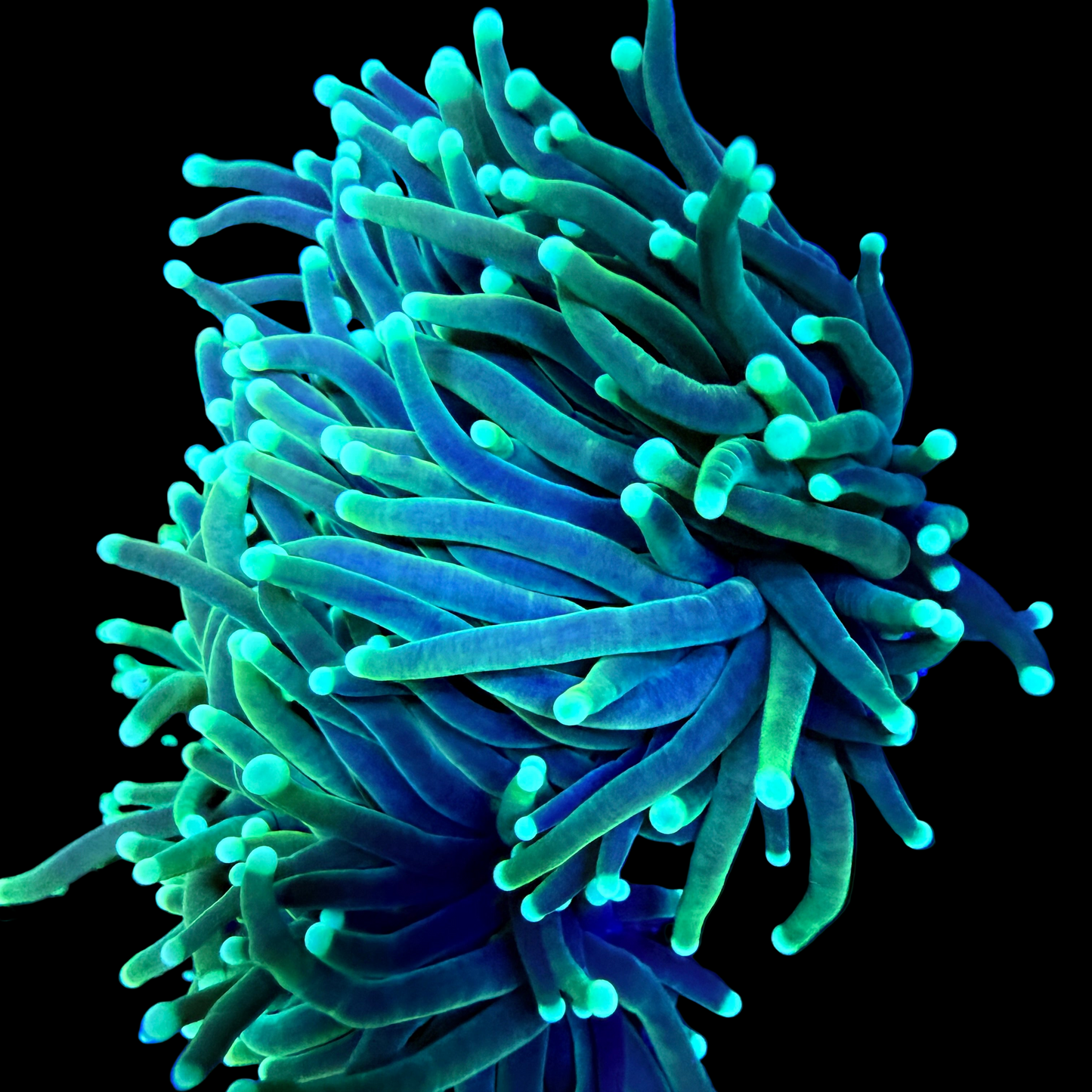 WYSIWYG Grim Reaper Torch