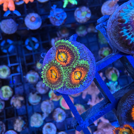 WYSIWYG Rainbow Incinerator Zoa