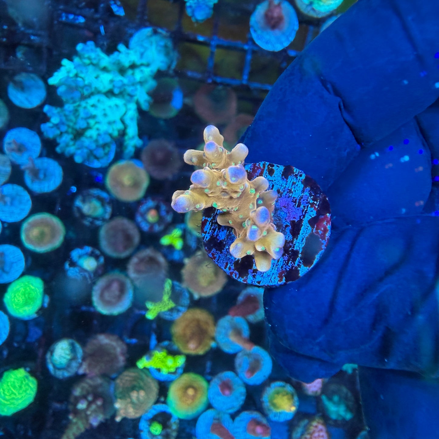 WYSIWYG RRC Tropicana Anacropora