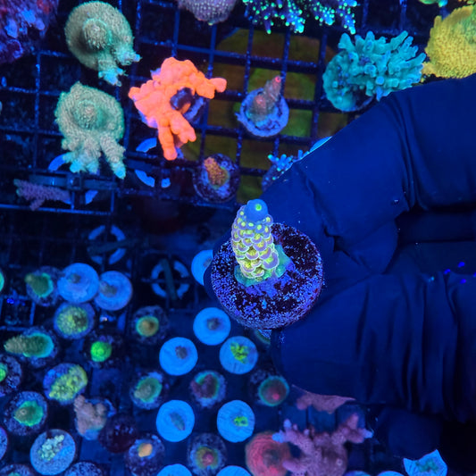 WYSIWYG Walt Disney Acro