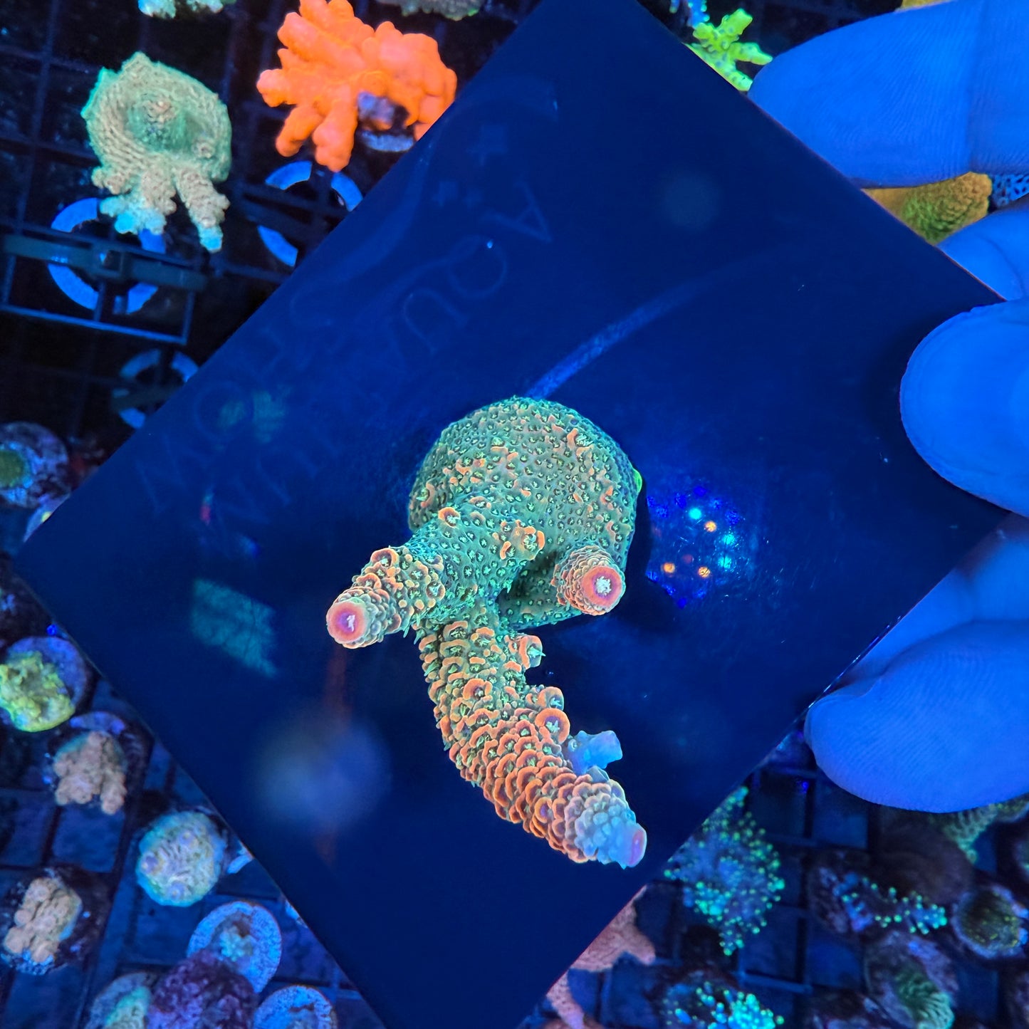 WYSIWYG Sunset Millepora Colony