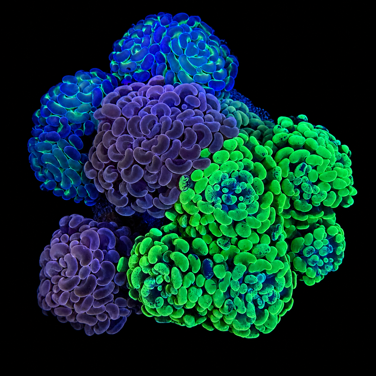 WYSIWYG Hammer Coral Garden