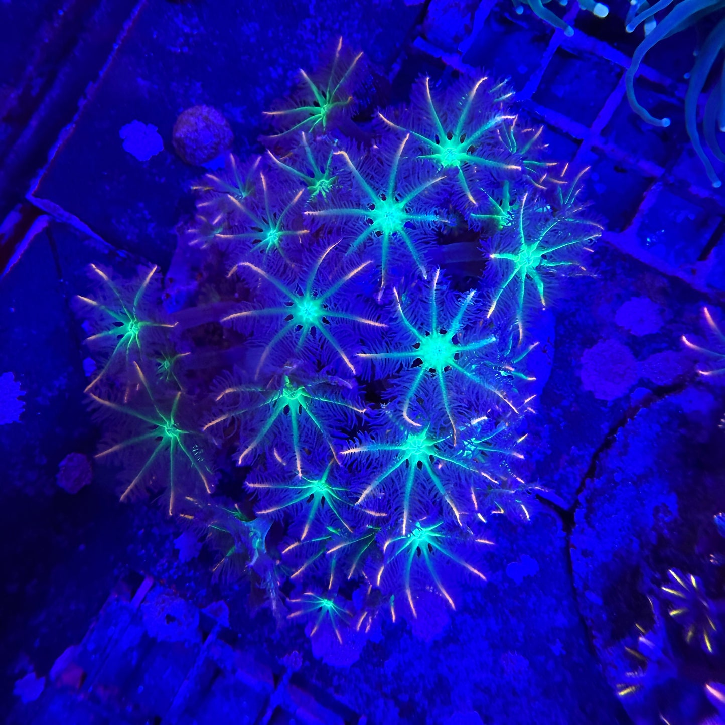 WYSIWYG Ultra Clove Polyp coral