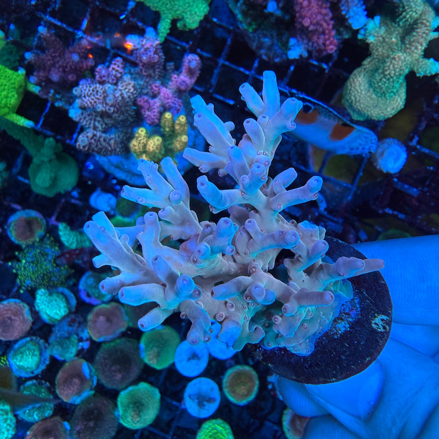 AS Acropora Lokani