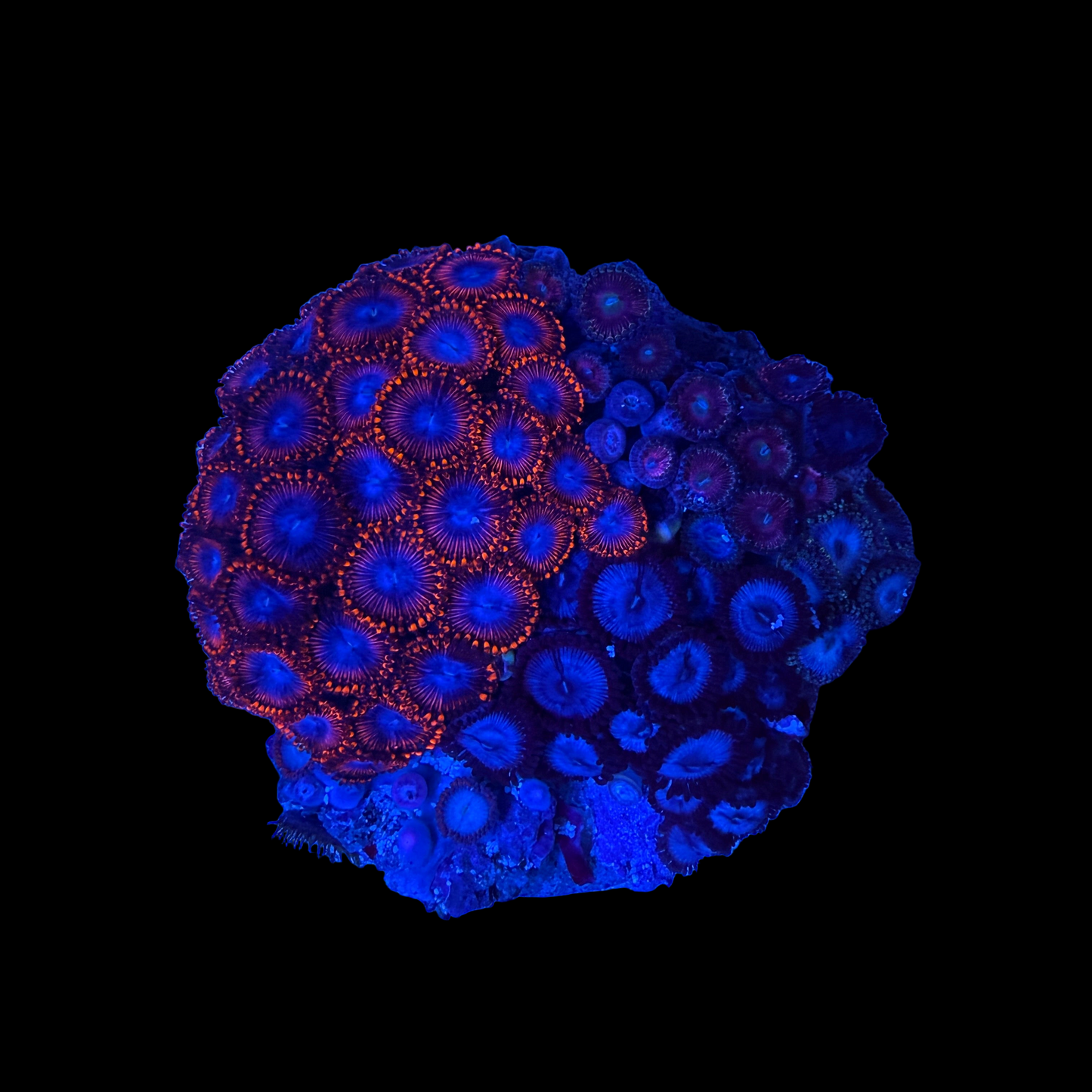 WYSIWYG Zoa Garden Rock