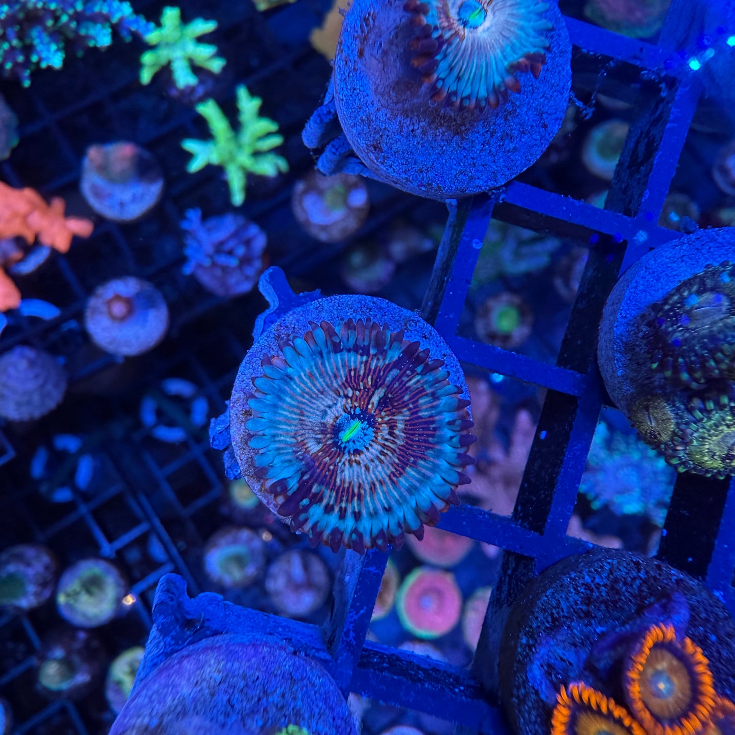 WYSIWYG White Zombie Zoa
