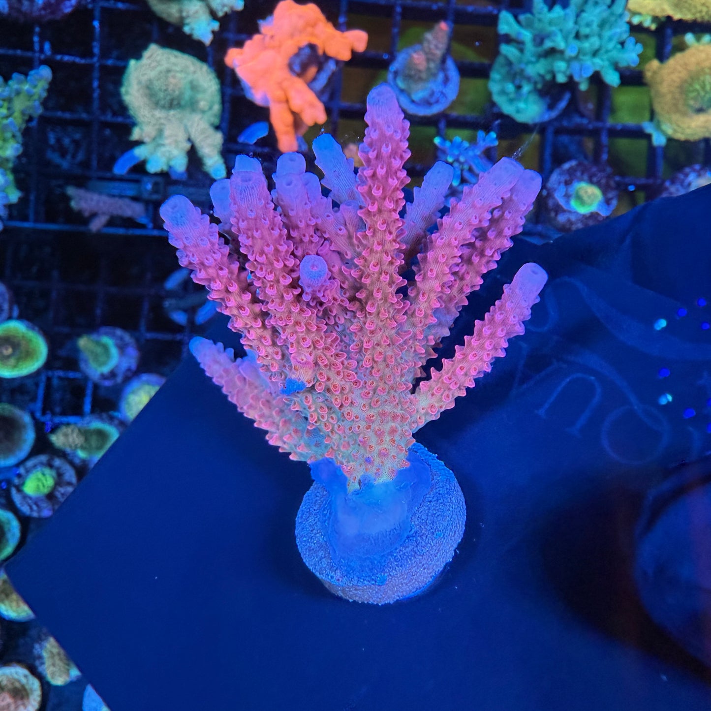 WYSIWYG PC Rainbow Acropora Colony