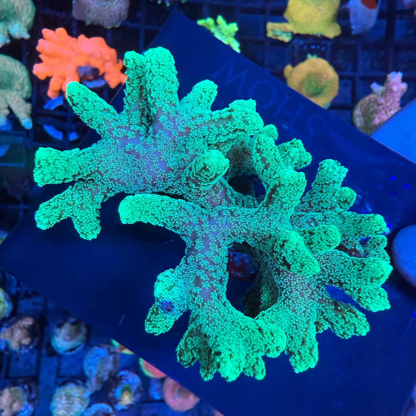 WYSIWYG Green Birdsnest Colony