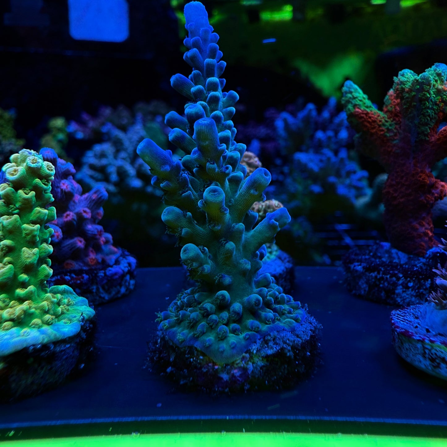 WYSIWYG OG Oregon Tort