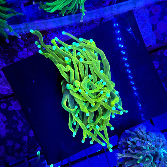 WYSIWYG Blowtorch Torch