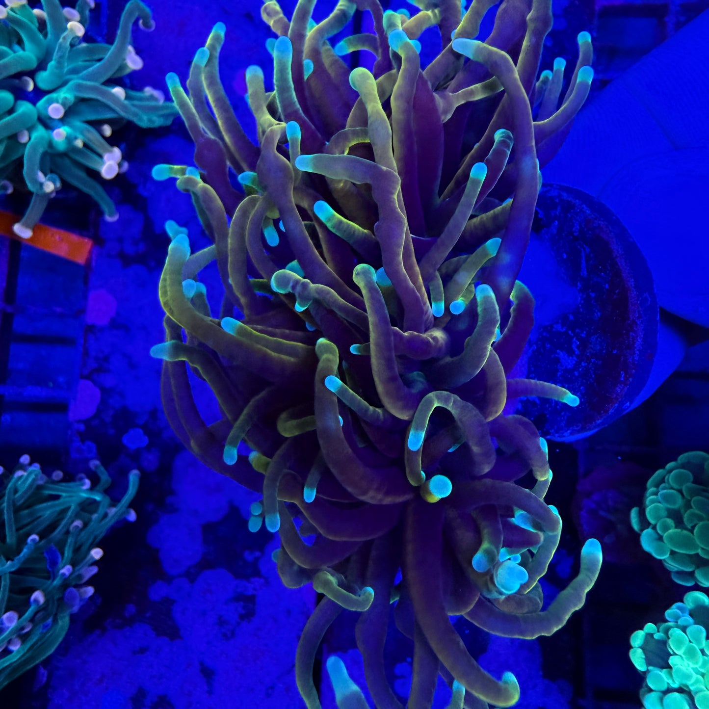 WYSIWYG Indo Gold Torch