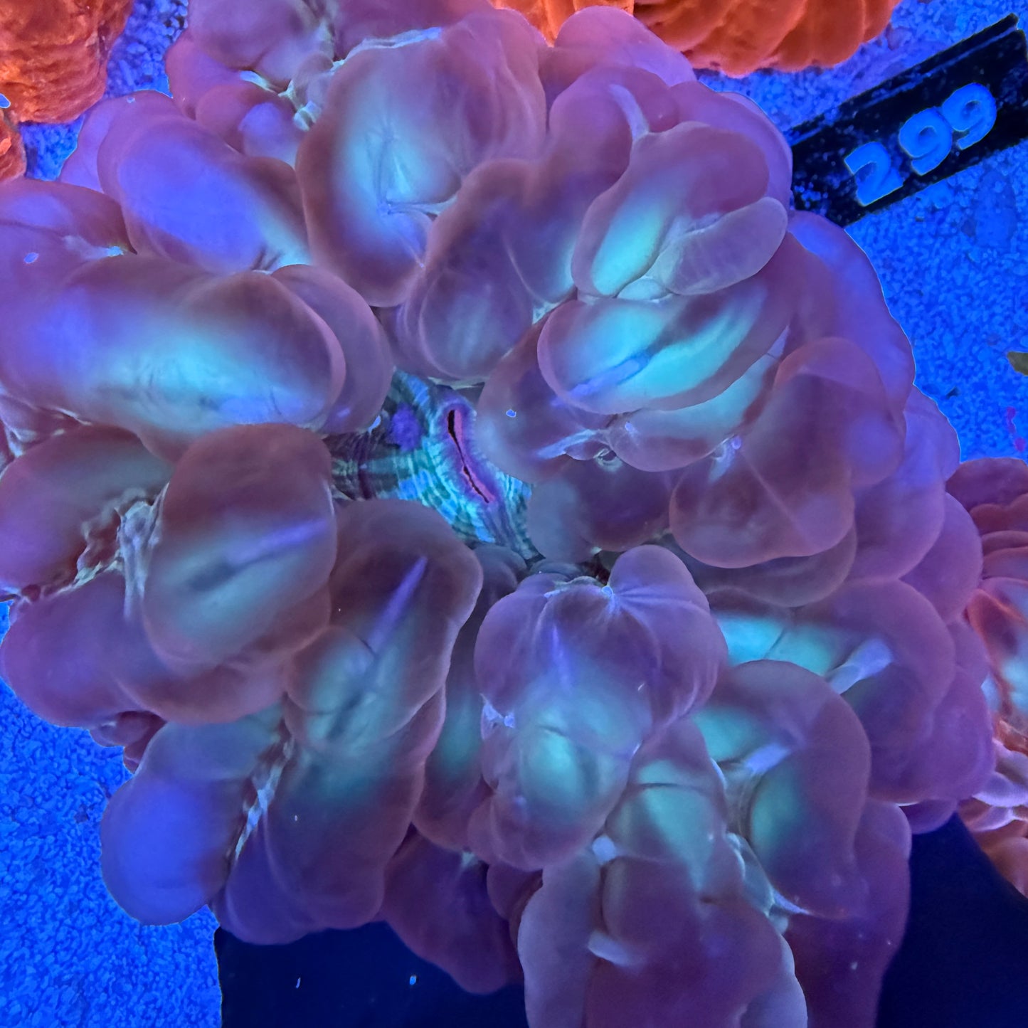 WYSIWYG Ultra Red Cynarina Coral