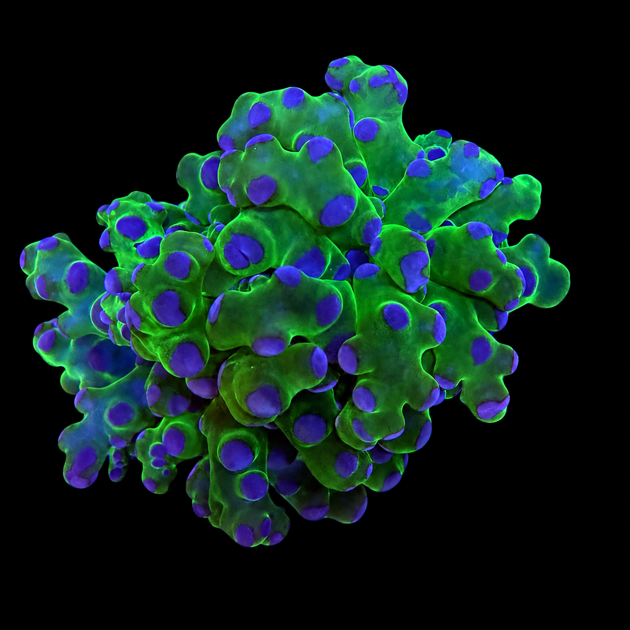 Purple Tip Frogspawn Coral