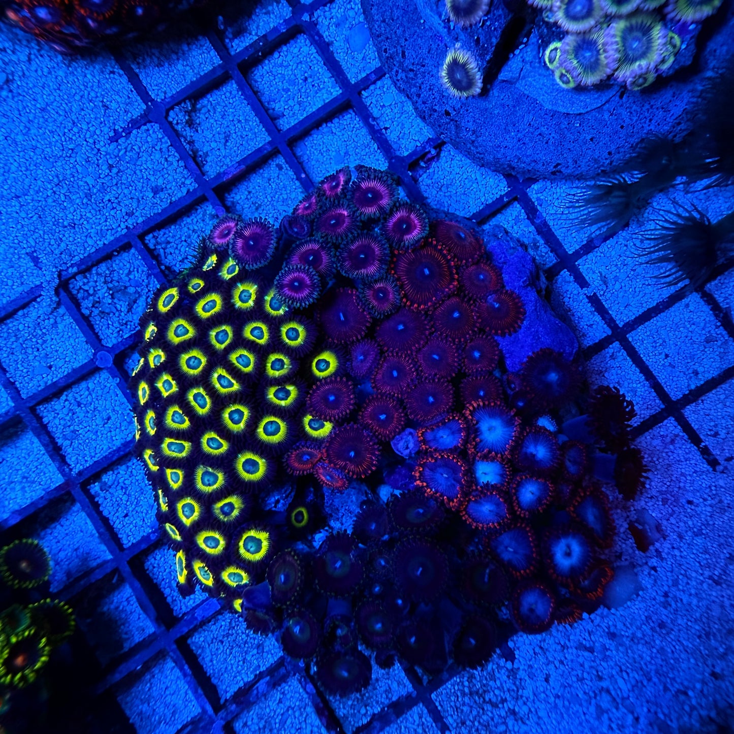WYSIWYG Zoa Garden Rock