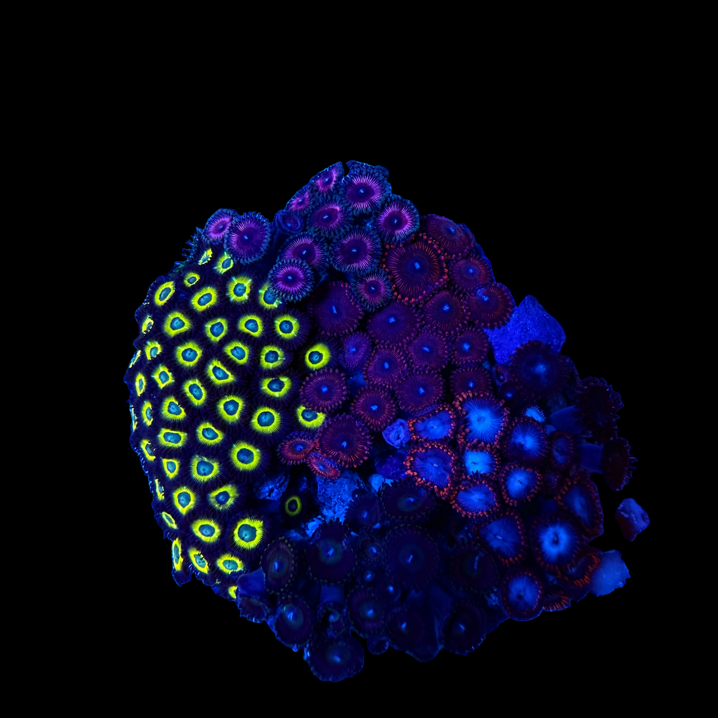 WYSIWYG Zoa Garden Rock