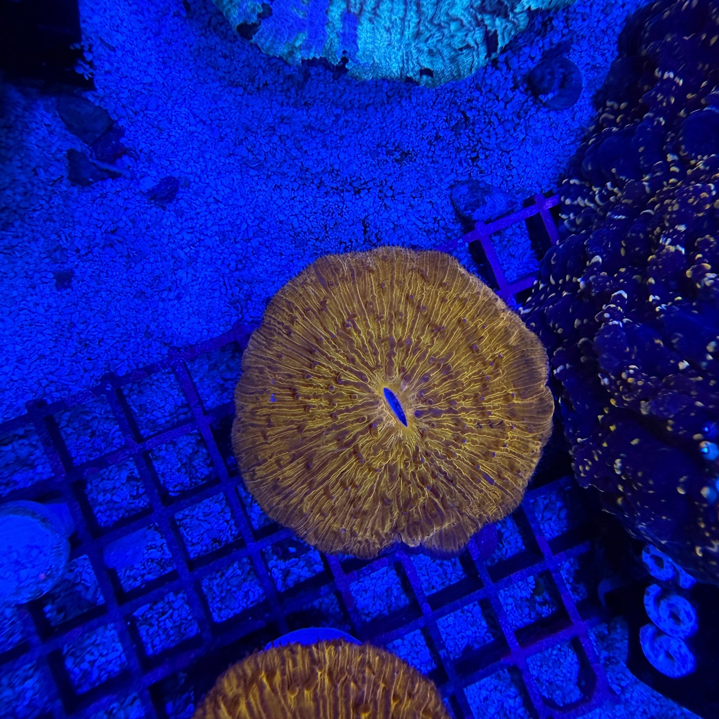 WYSIWYG Orange Fungia Plate Coral