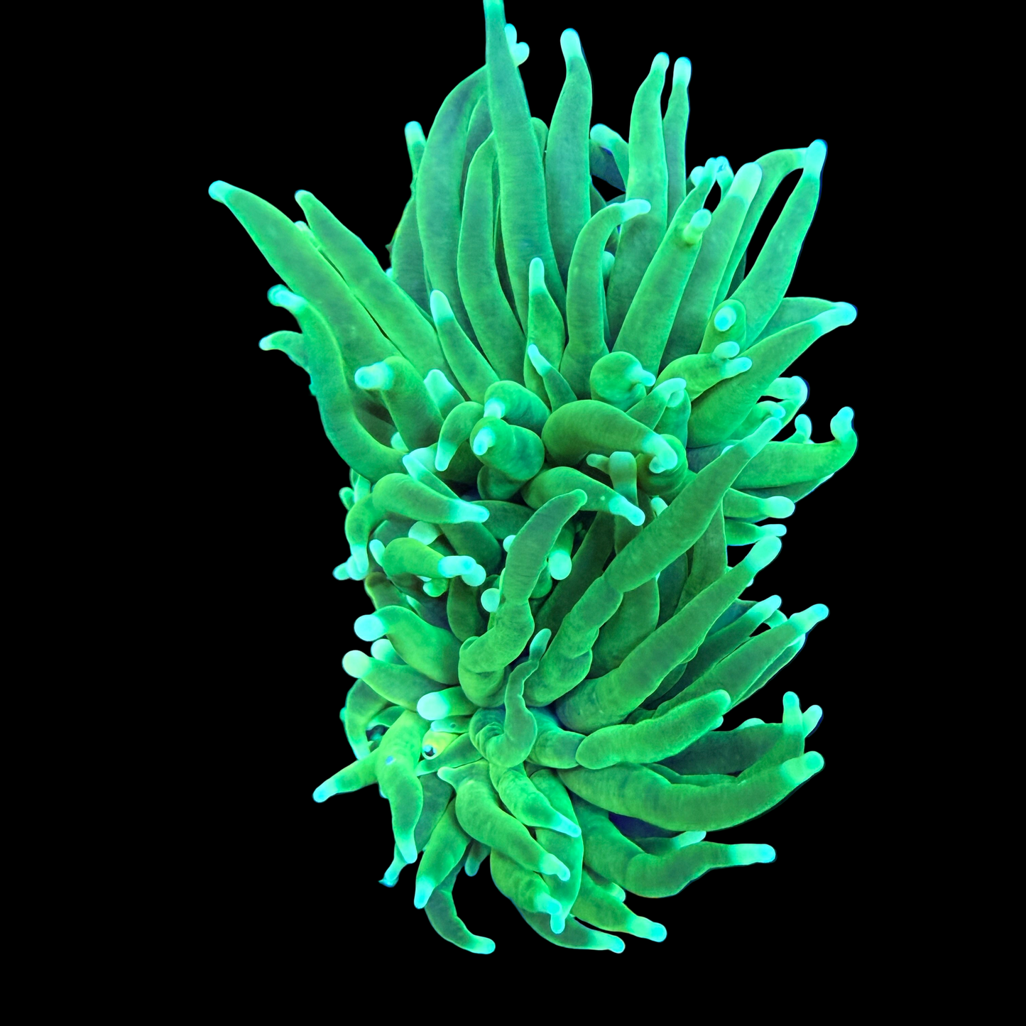 WYSIWYG Incredible Hulk Torch