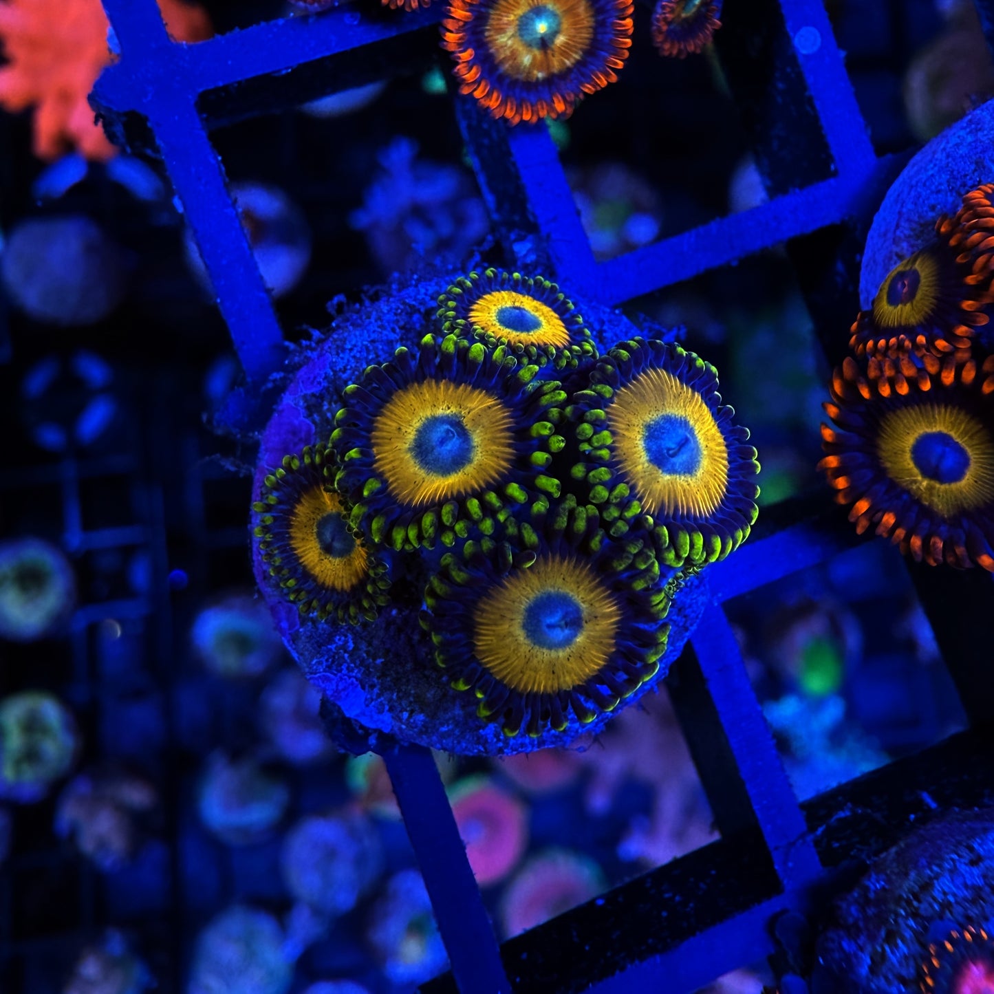 (Copy) WYSIWYG Scrambled Eggs Zoa