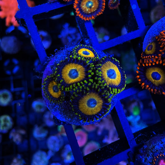 WYSIWYG Scrambled Eggs Zoa