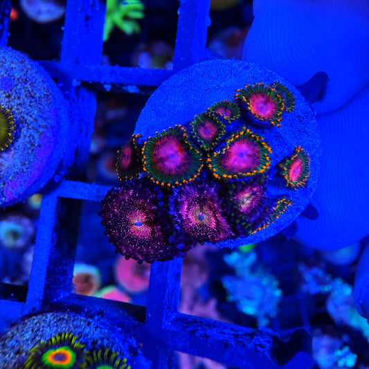WYSIWYG Awesome Blossom/Nebula Zoa
