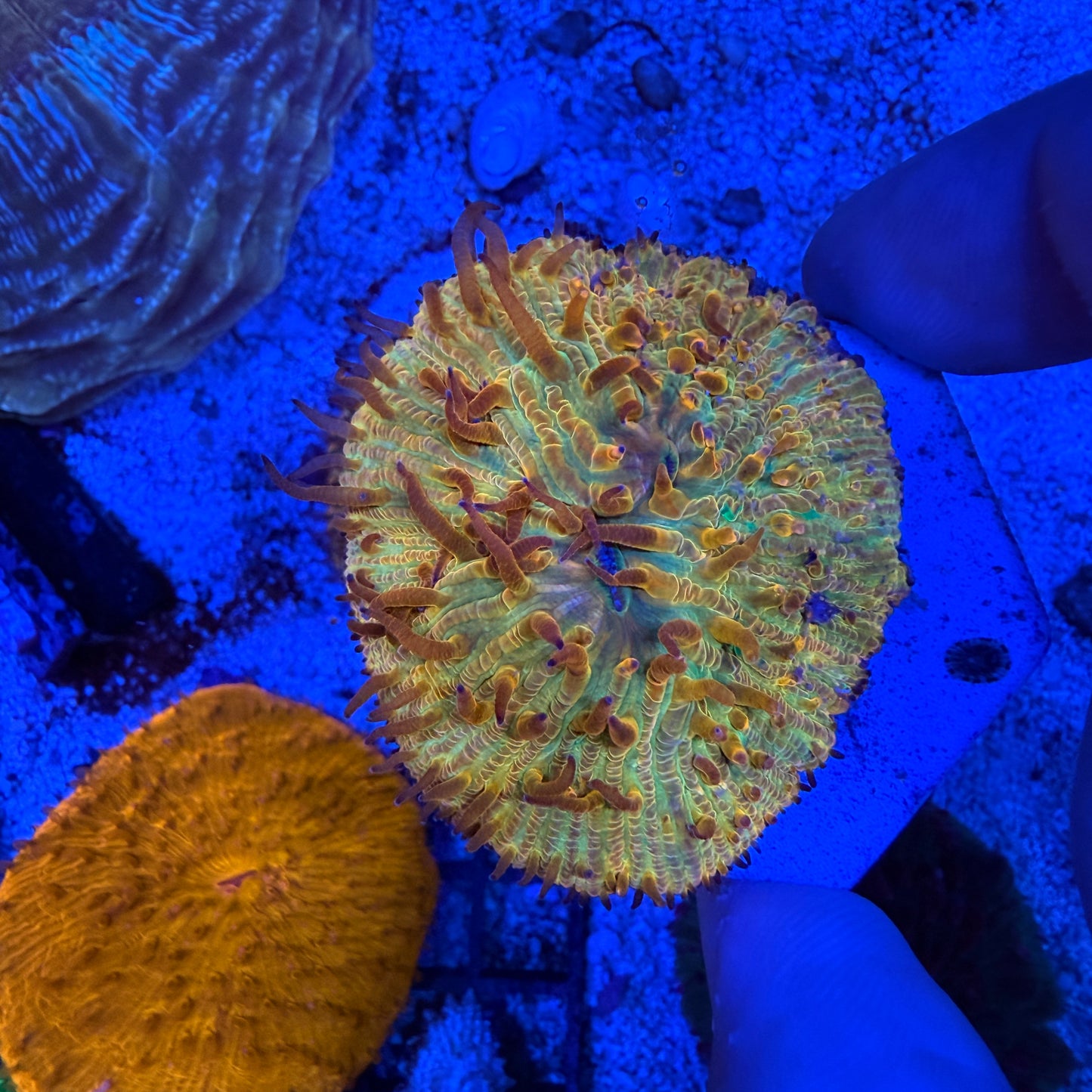WYSIWYG Ultra Plate Coral