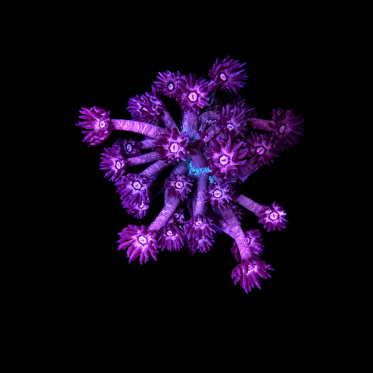WYSIWYG High Grade Goniopora Coral