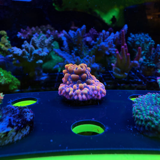 WYSIWYG The Beast Montipora
