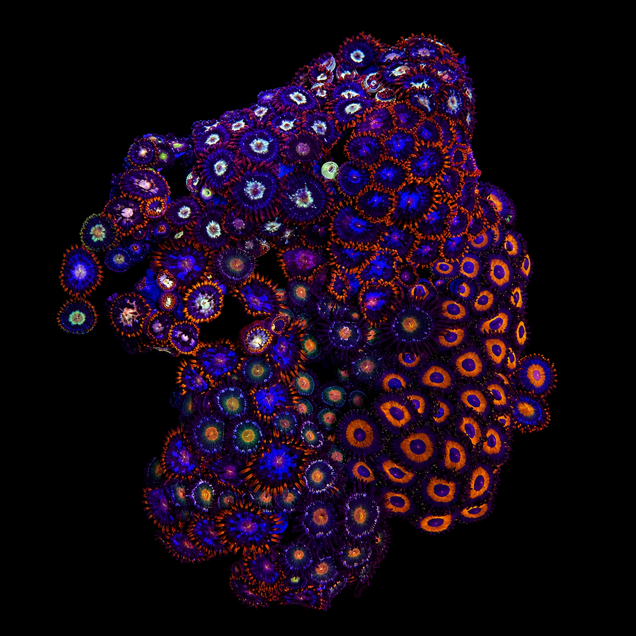 WYSIWYG Zoanthid Coral Garden