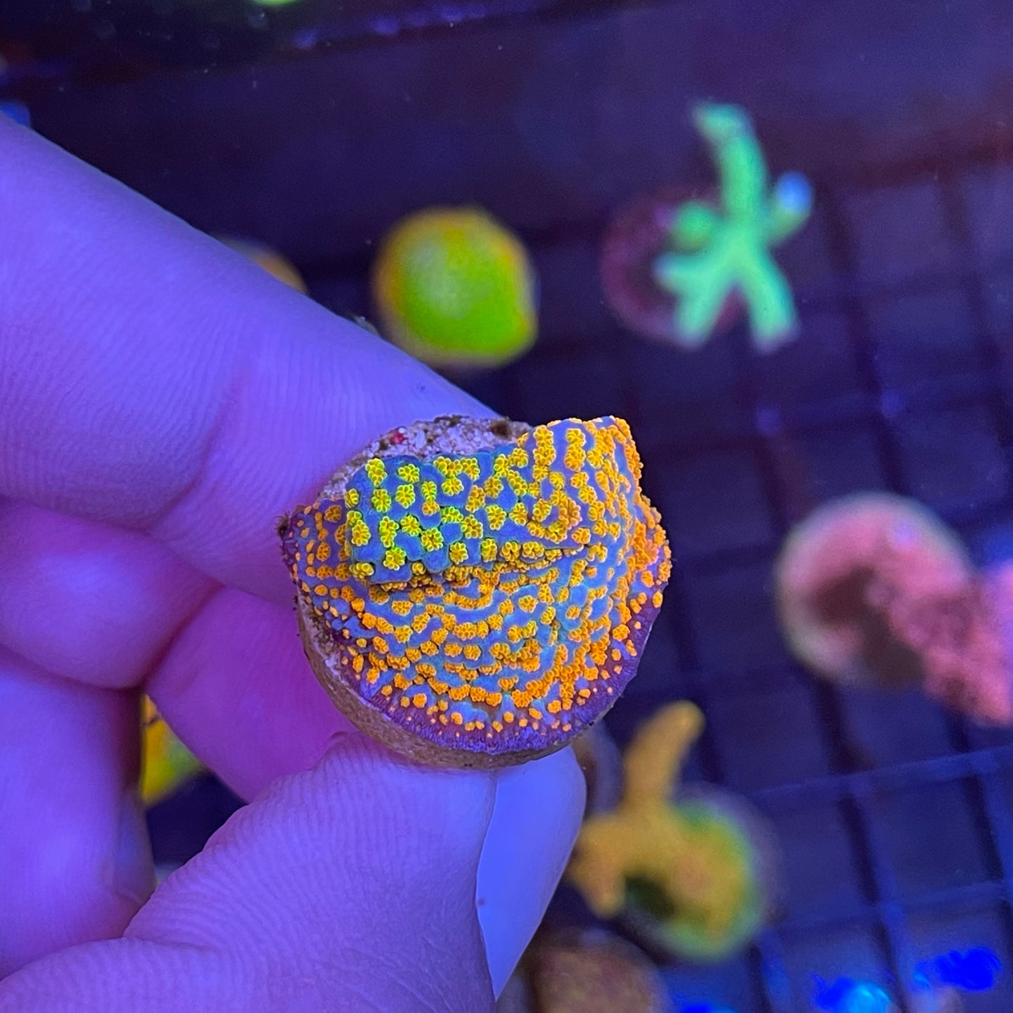 Rainbow Montipora