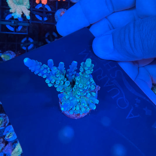 WYSIWYG OG Oregon Tort Colony