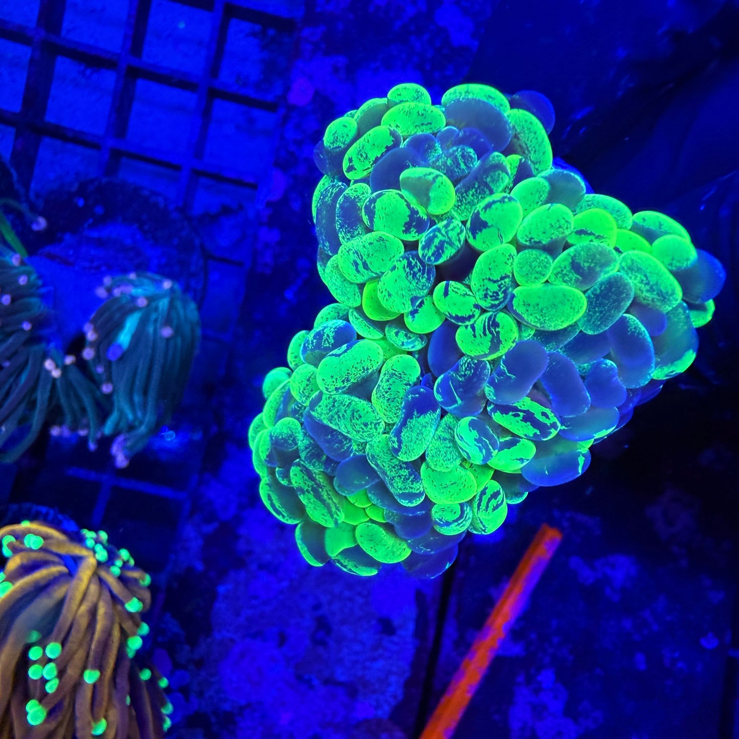 WYSIWYG Metallic Green Splatter Hammer