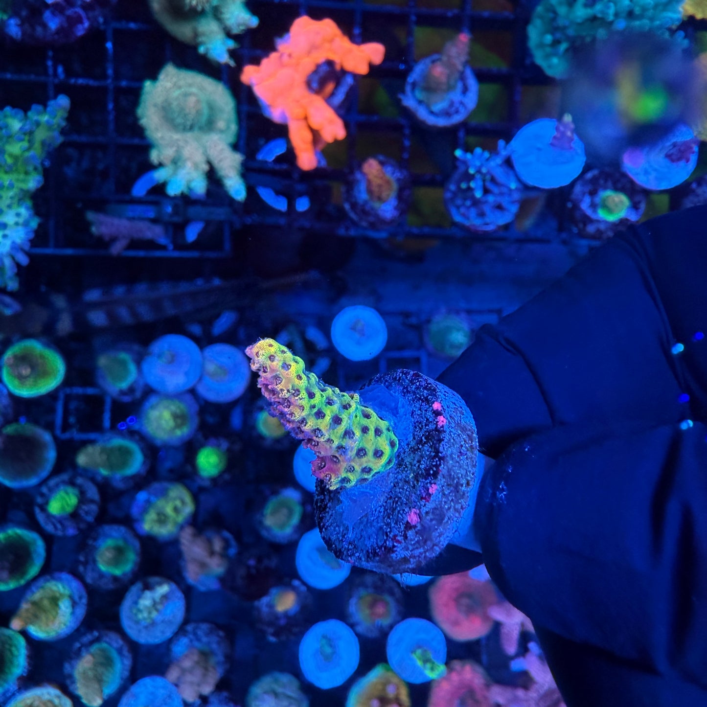 WYSIWYG AS Two Face Acropora