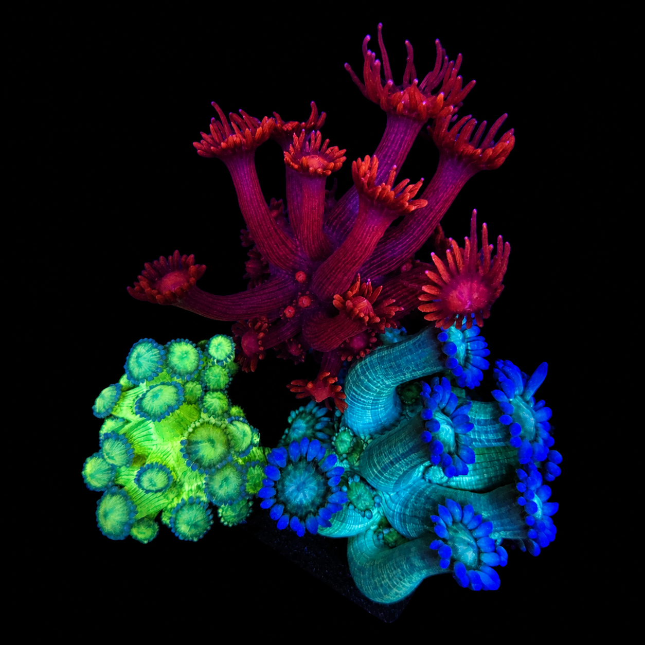 WYSIWYG Goniopora Coral Garden
