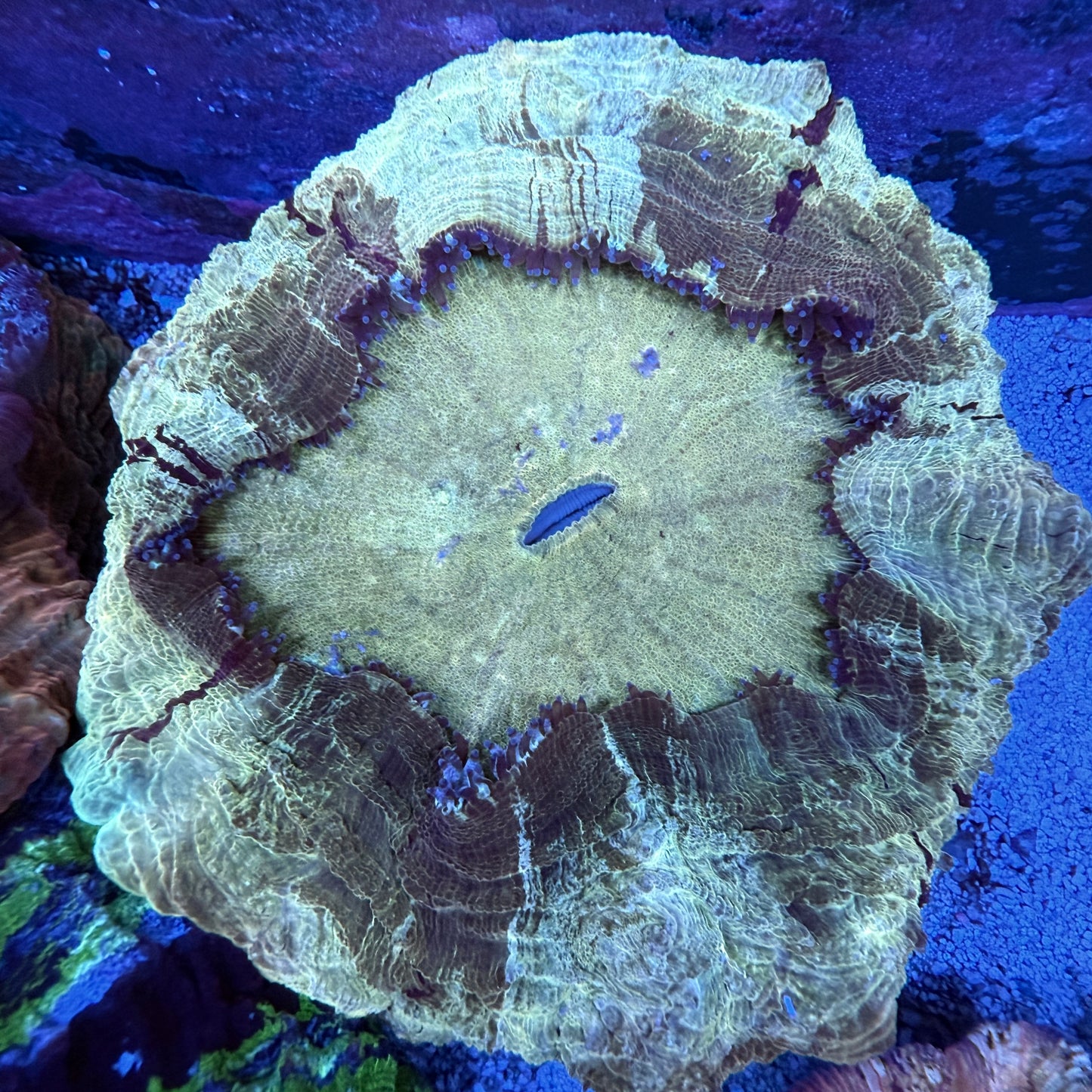 WYSIWYG Acanthophyllia