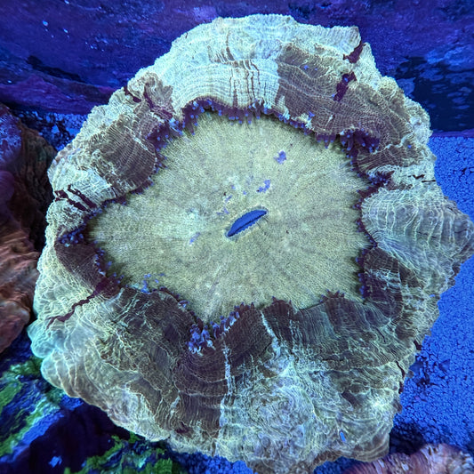 WYSIWYG Acanthophyllia