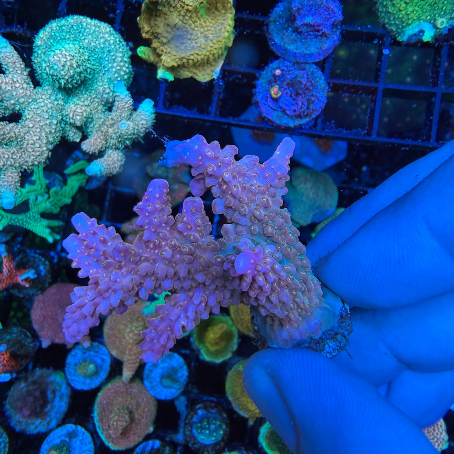 WYSIWYG AS Fruity Pebbles Coral Colony