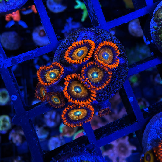 WYSIWYG ECC Shatterfields Zoa