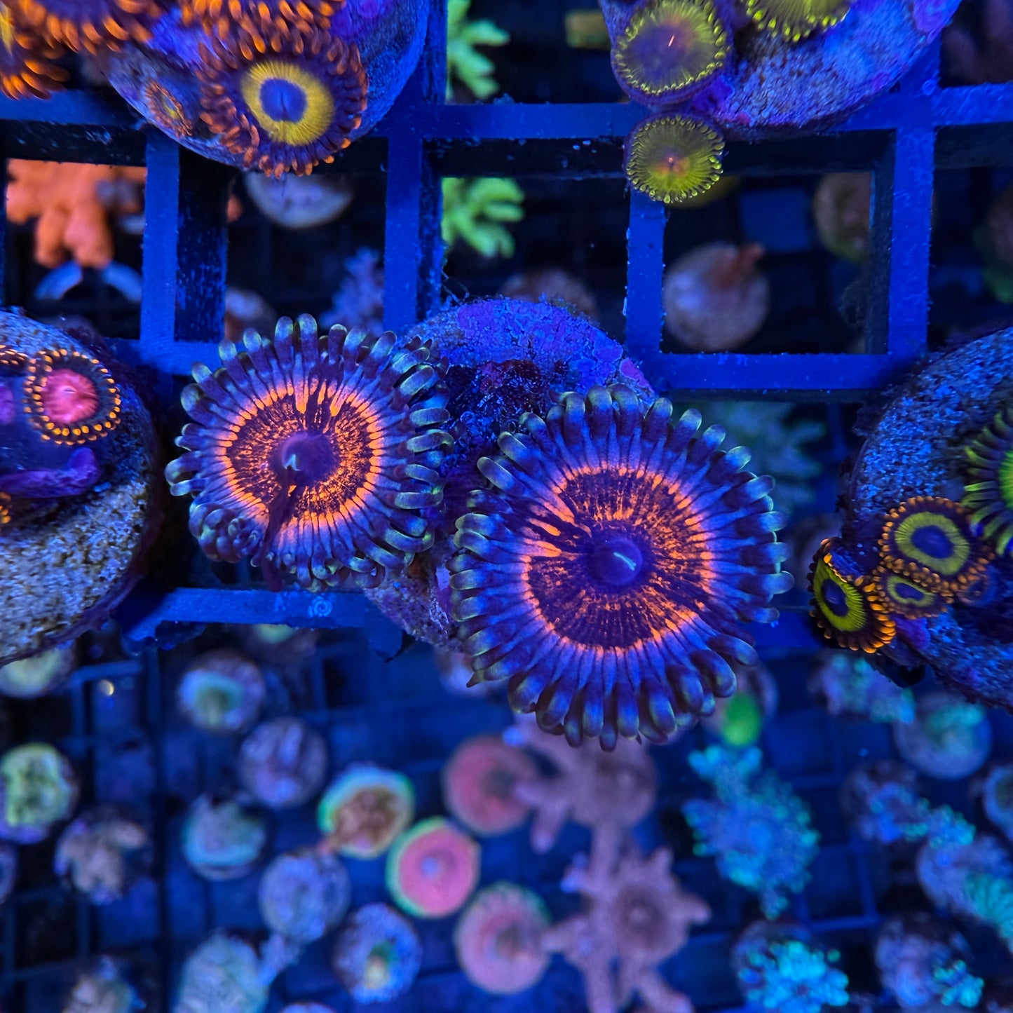 WYSIWYG Armor of God Zoa