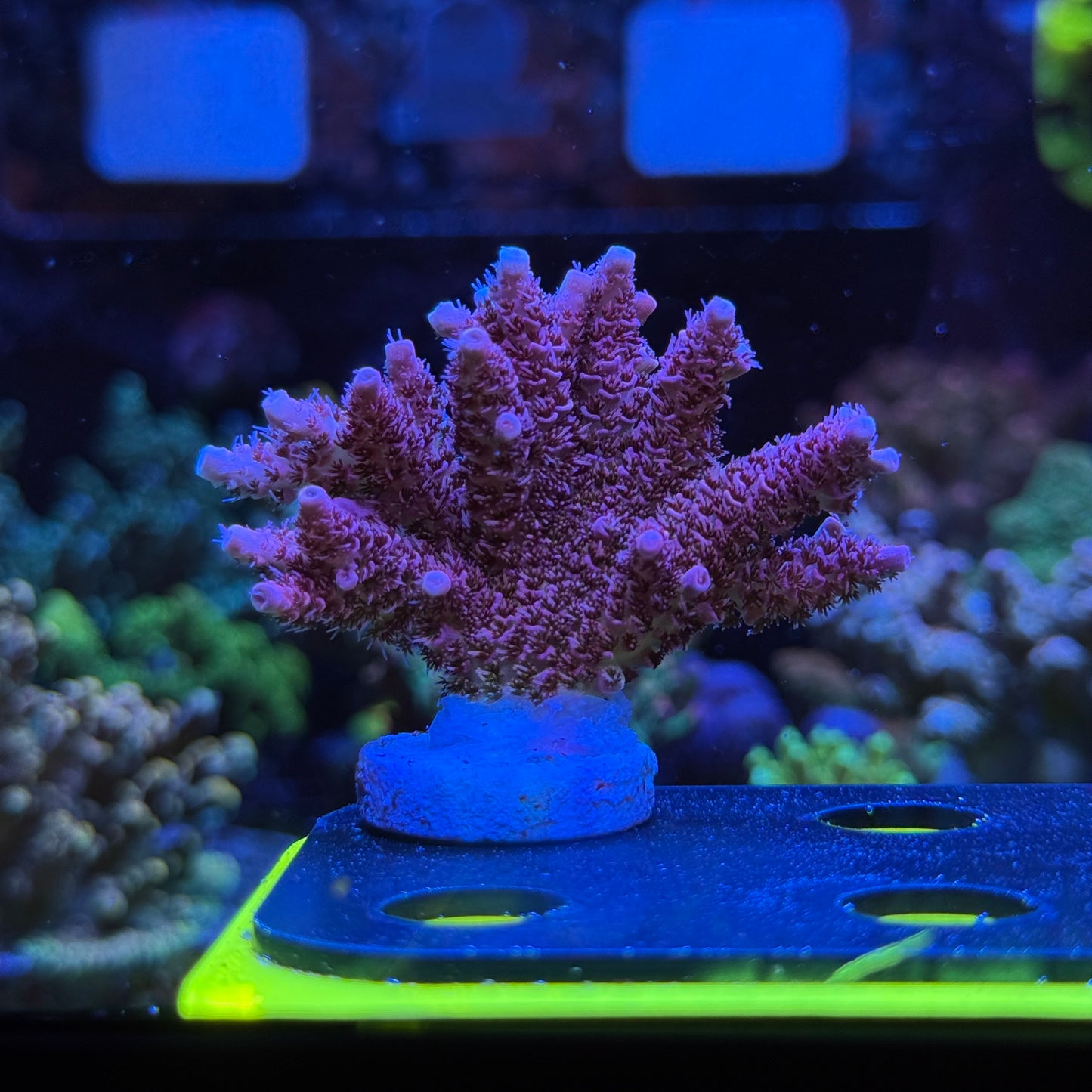 WYSIWYG AS Rainbow Millepora Colony