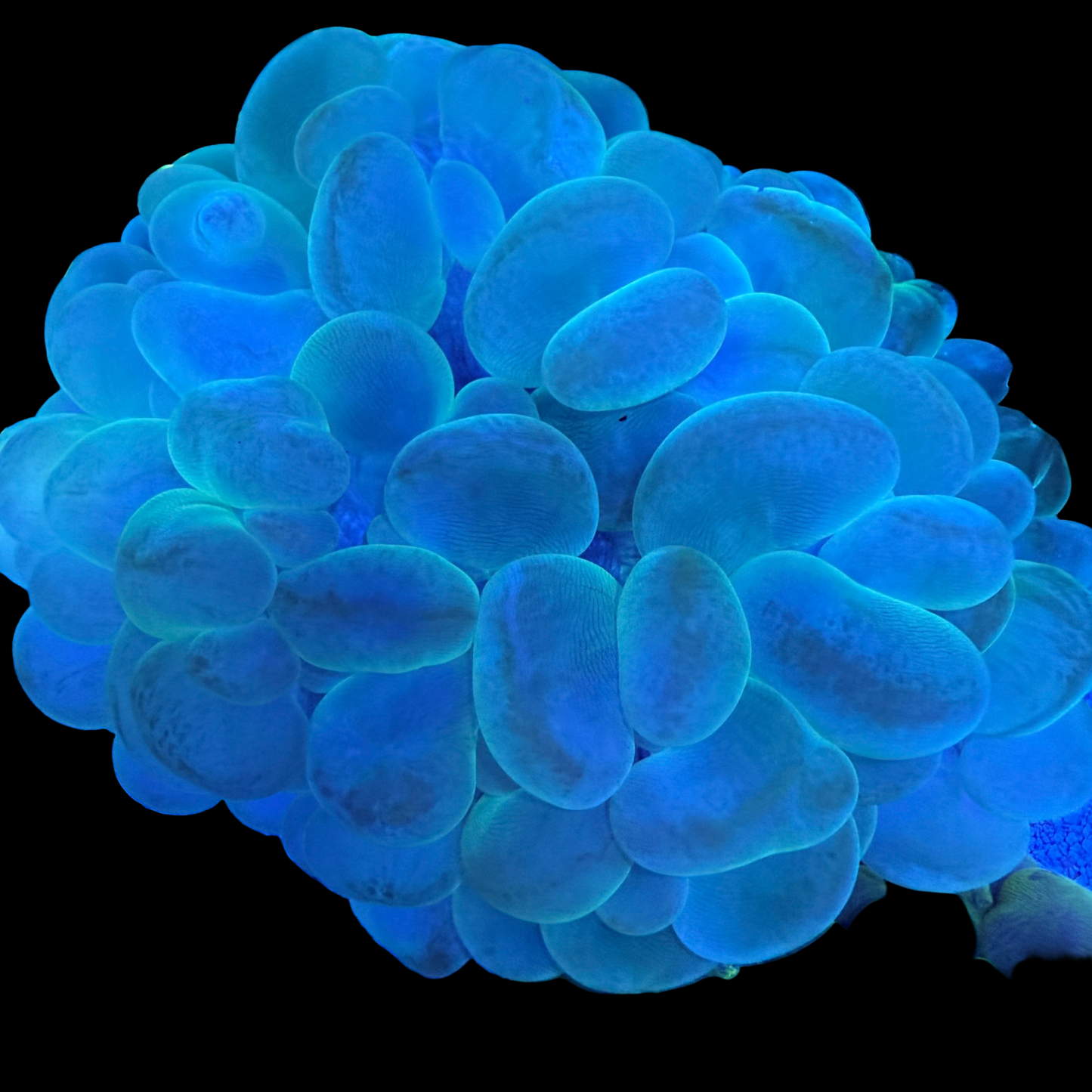 WYSIWYG Green Bubble Coral LG