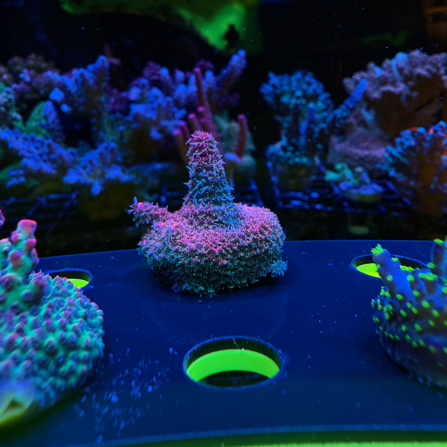 WYSIWYG Phantom Millepora