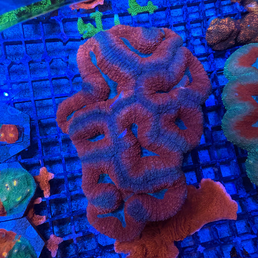 WYSIWYG Large Lobophyllia