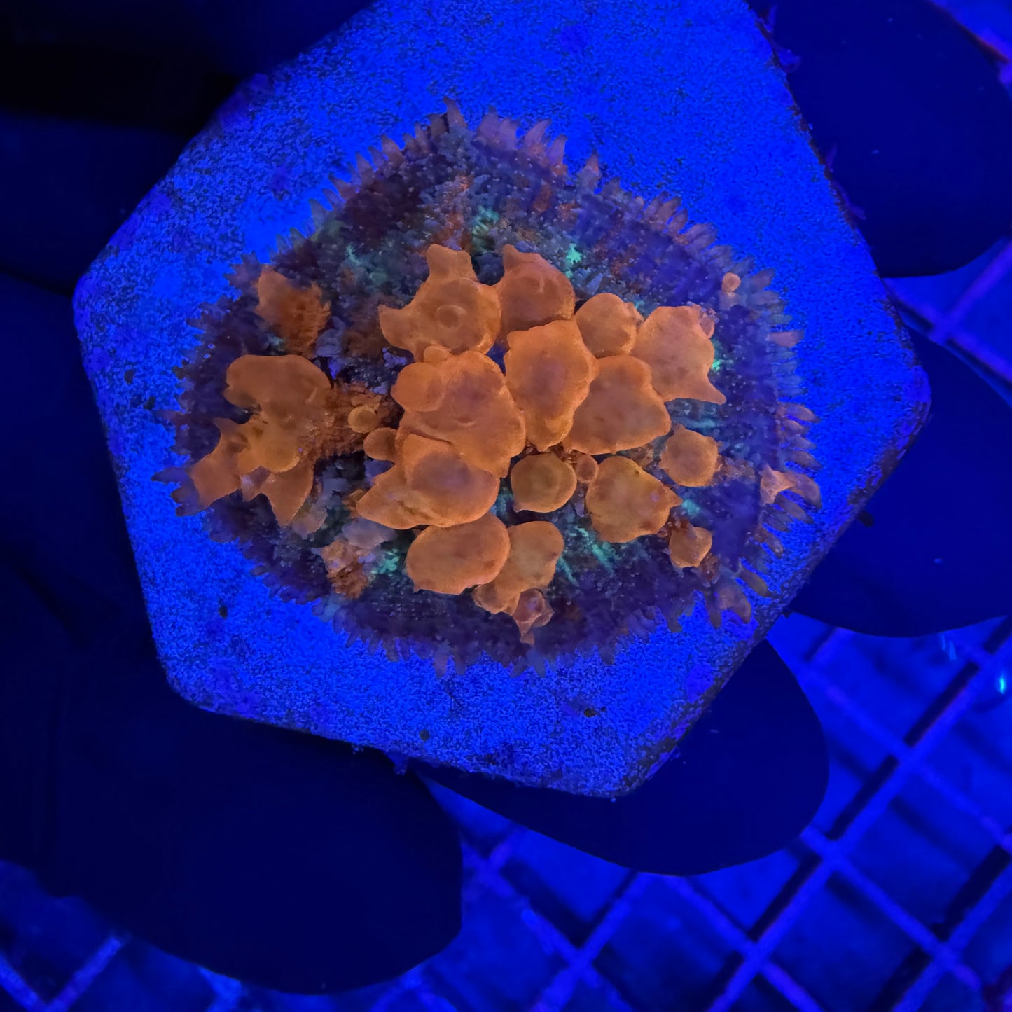 WYSIWYG Sunkist Bounce Mushroom