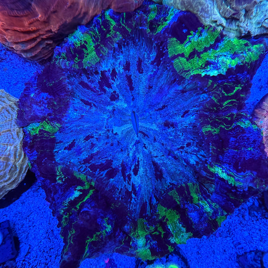 WYSIWYG Acanthophyllia