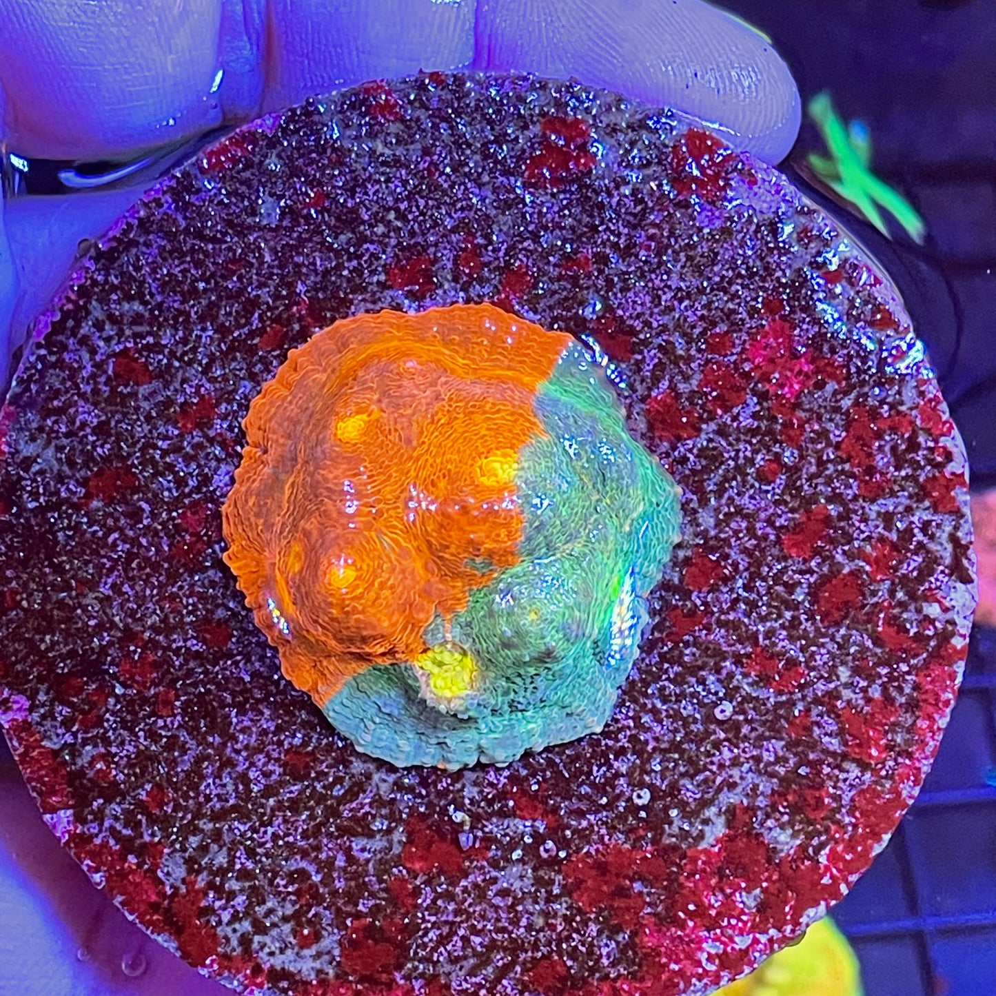 Rainbow Chalice Frag