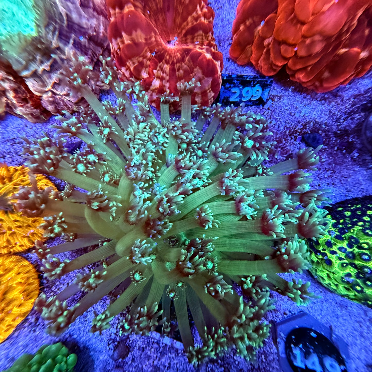 WYSIWYG Green Gonipora