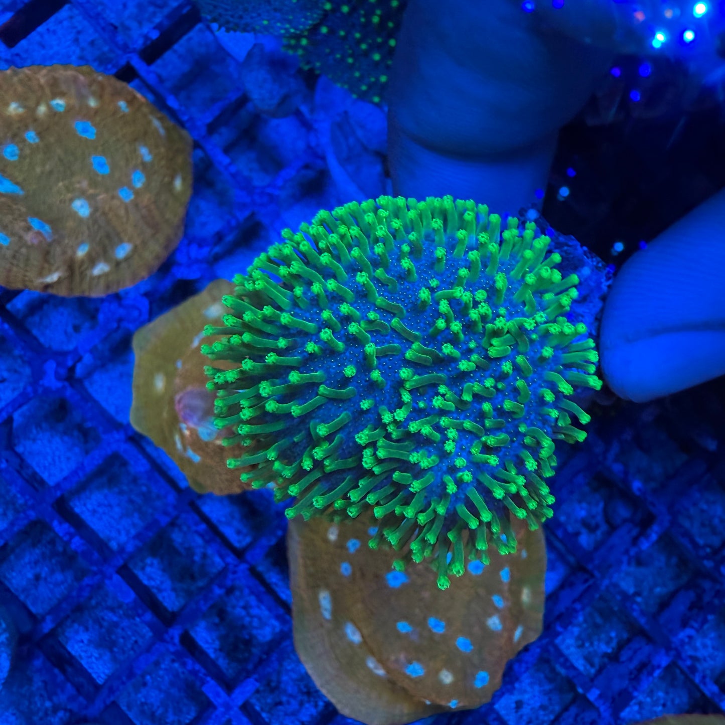 Metallic Green Toadstool Leather